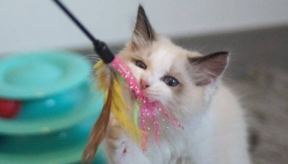 新一年养出猫咪顺滑的好毛