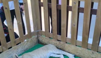 西安一商场用狮子“引流”遭质疑，小狮子、小马和羊驼已撤走