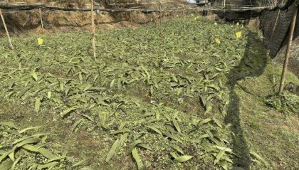 金融活水浇灌乡村中药材产业， 助力药材变“药财”