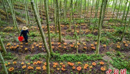 （乡村行·看振兴）浙江龙泉：“金融活水”灌溉农业“共富之花”