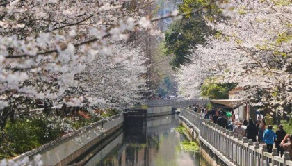 重生之我在珍珠河畔走花路