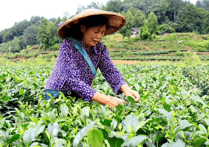 粤黔协作•珠遵联璧|凤冈:东西部协作 百里茶香飘